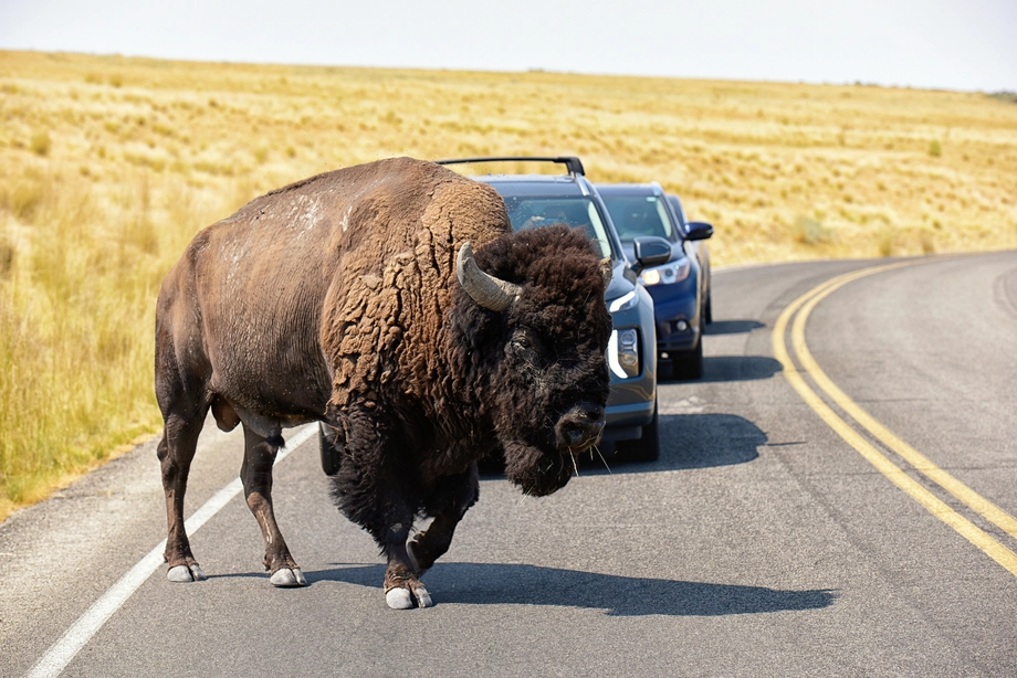 Antelope Island – Wild Heart of the Great Salt Lake Adventure