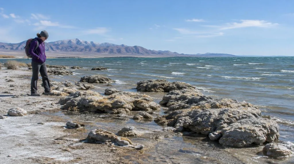 What Are the Rock-Like Microbialites on Antelope Island?